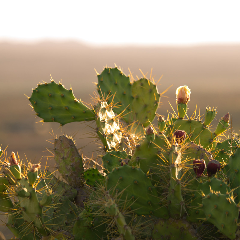 lajares cactus fuerteventura